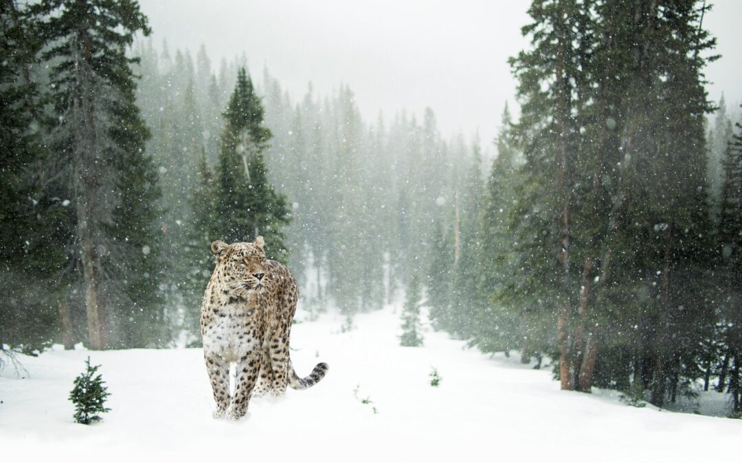 Best Snow Cat Tours In Colorado / Break The Boundaries…