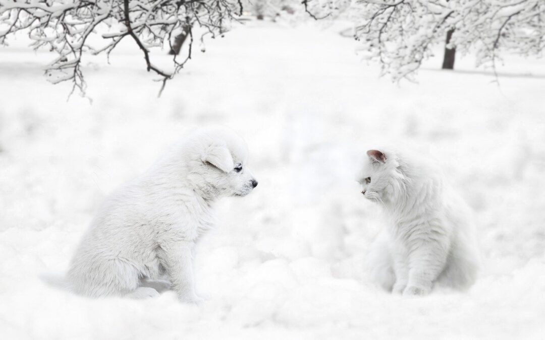 Best Snow Cat Tours In Colorado: Unveiling The Magic Of…