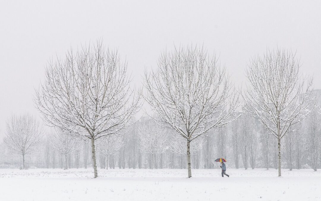 Free Snow Cat Tours For Tourists » Embrace The Snow-Covered…