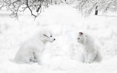 Free Snow Cat Tours For Tourists: Unleash The Winter Wonderland:…