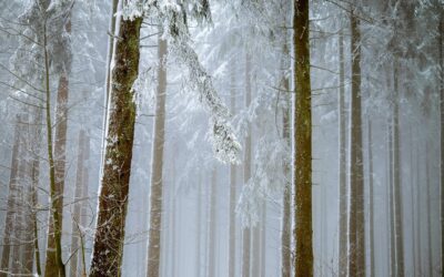 Unforgettable Winter Adventures: Discover the Magic of Free Snow Cat…