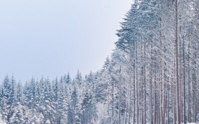 Explore the Untamed Wilderness of Flat Tops: Free Snowcat Tours…