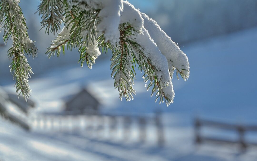 Free Snow Cat Tours In Colorado » Embark On A…