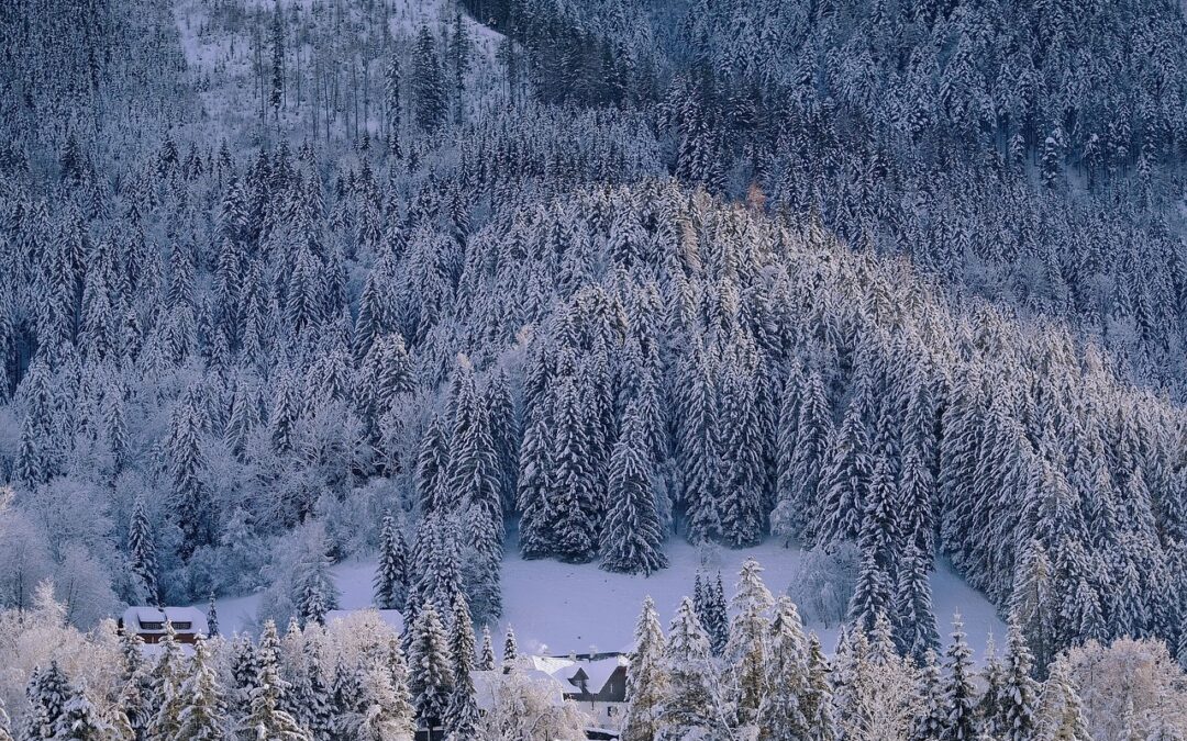 Snowcat Adventures: Unleashing the Magic of Colorado’s Winter Wonderland Embark…