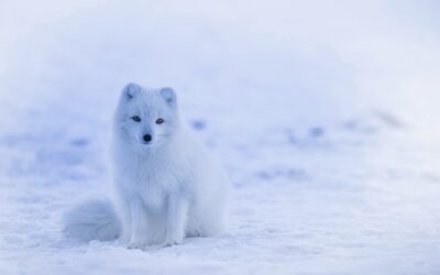 Title: Unveil the Winter Wonderland of Craig: Guided Snow Cat…