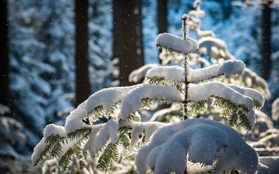 Journey into the Snow-Capped Wilderness: Guided Snowcat Tours Near Steamboat…