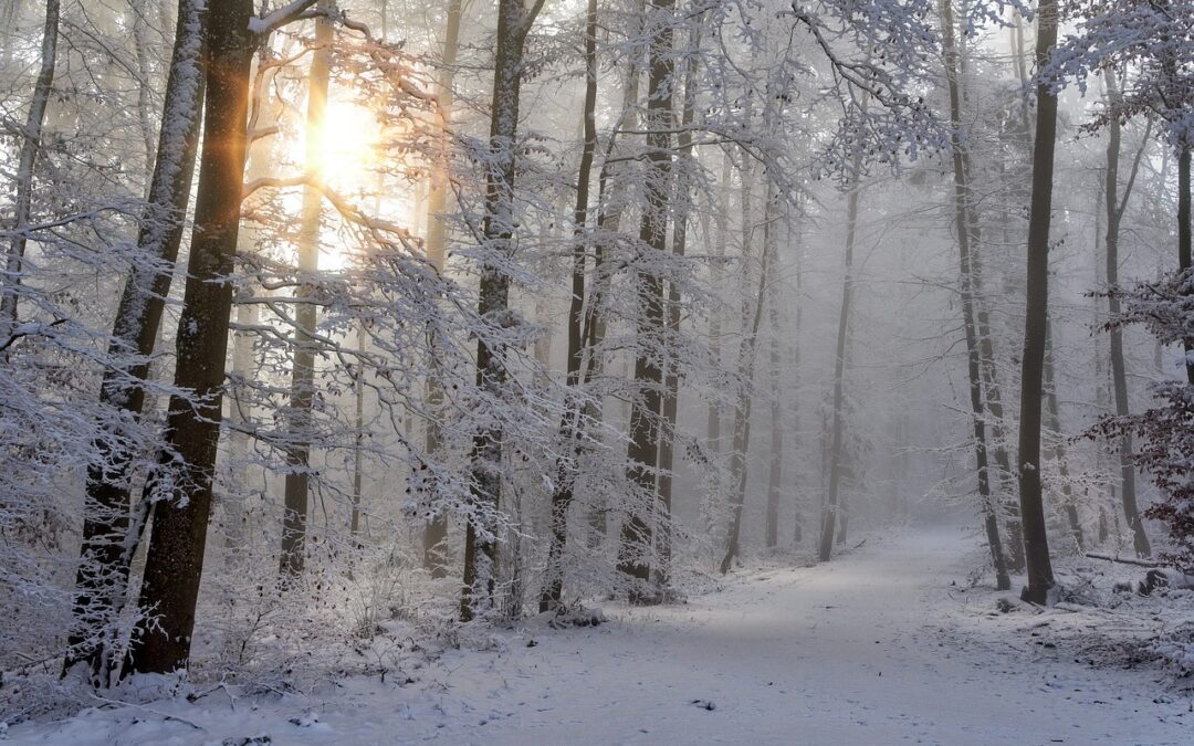 Embark on Personalized Guided Snow Cat Tours in Hayden: A…