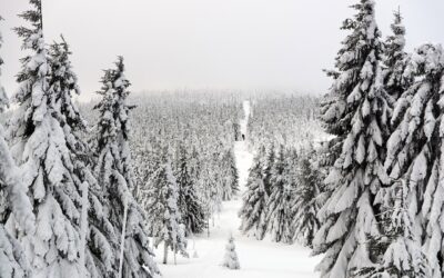 Snow Cat Tours With Lunch Included / Embark On An…