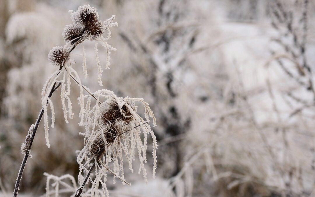 Steamboat Springs Winter Activities / Unveiling The Winter Wonderland Of…