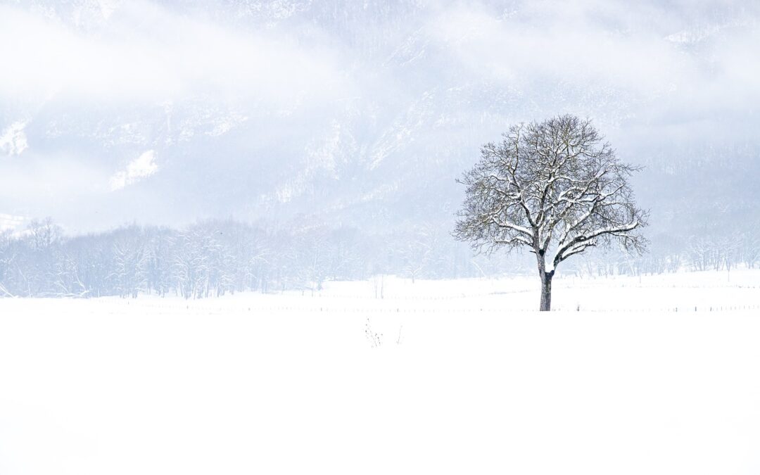 Winter Wonderland Snow Cat Tours For Veterans: Embark On An…