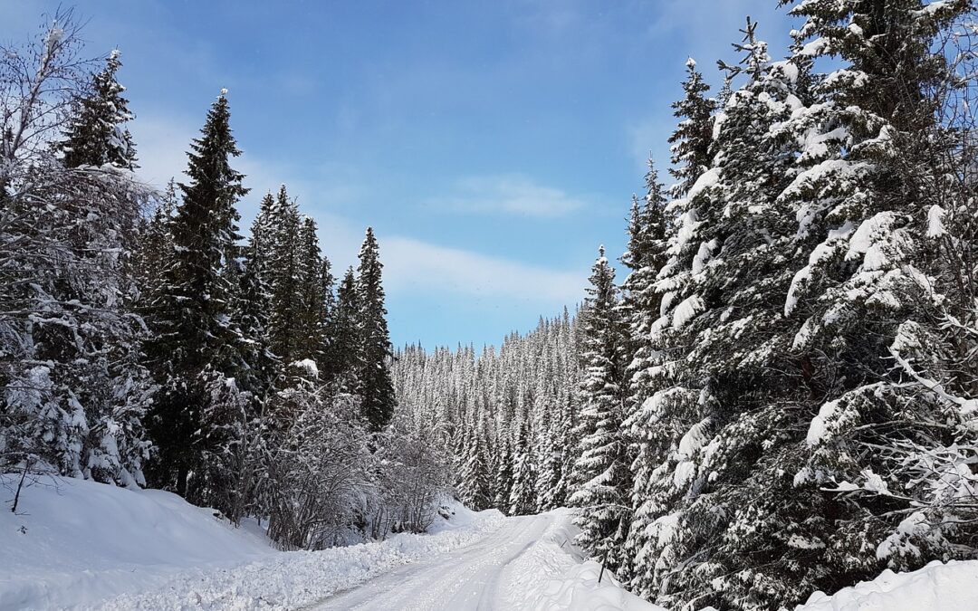 Free Snow Cat Tours For First-timers – Embark On An…