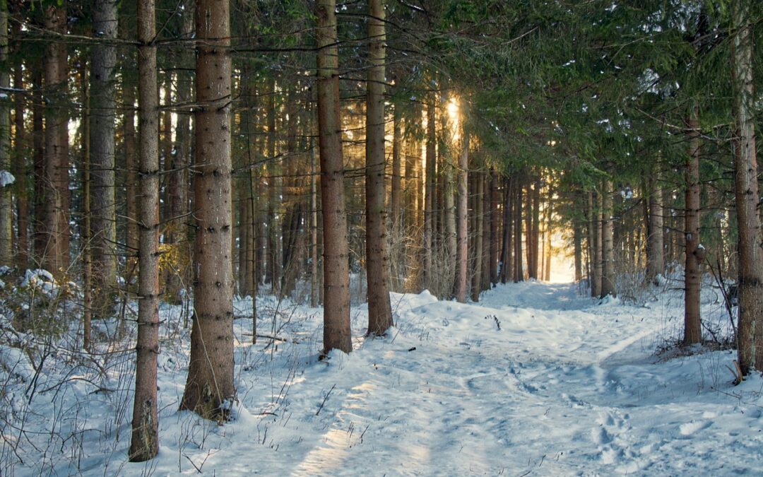 Free Snow Cat Tours For Veterans With Lunch | Discover…