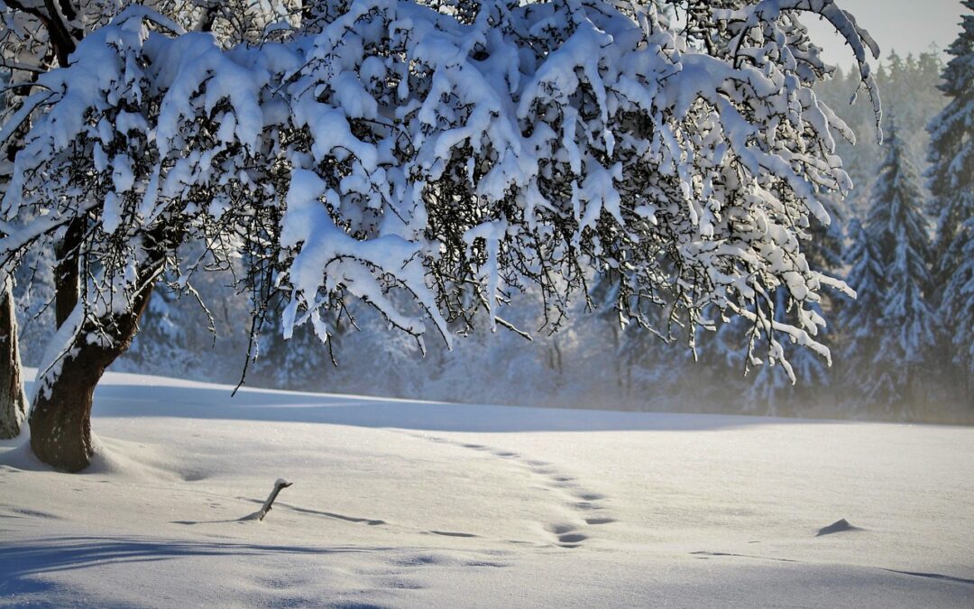 Free Snow Cat Tours For Veterans With Transportation Included: Embark…