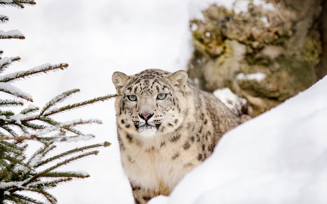 Guided Snow Cat Tours In Colorado ~ Unveil The Wild…