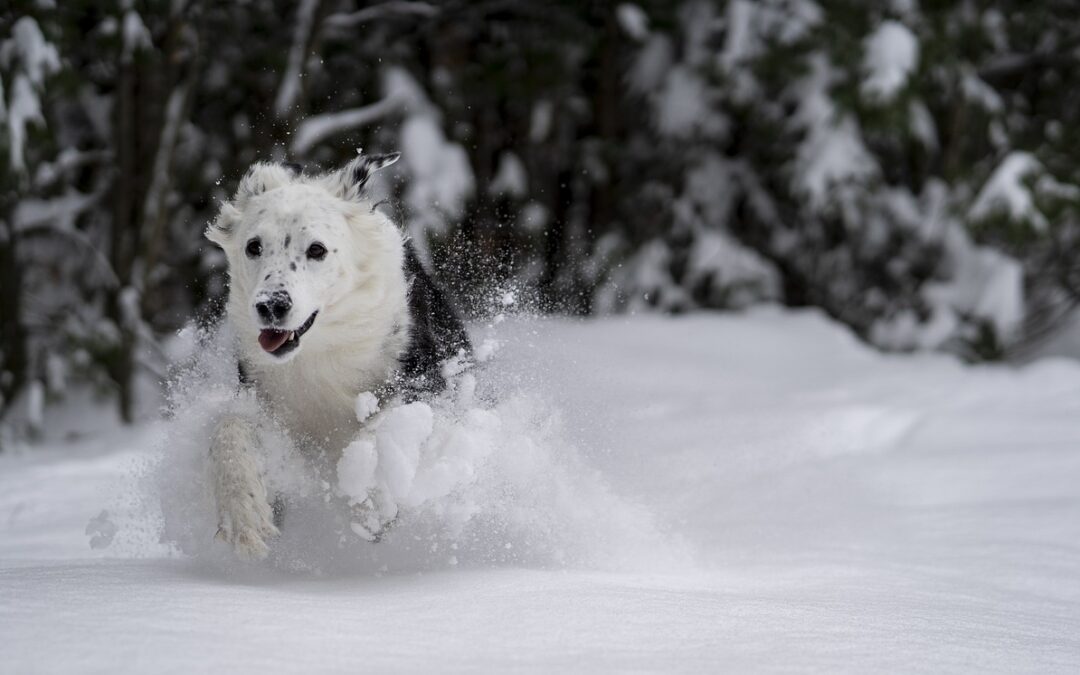 Guided Snow Cat Tours With Included Meals / Embark On…