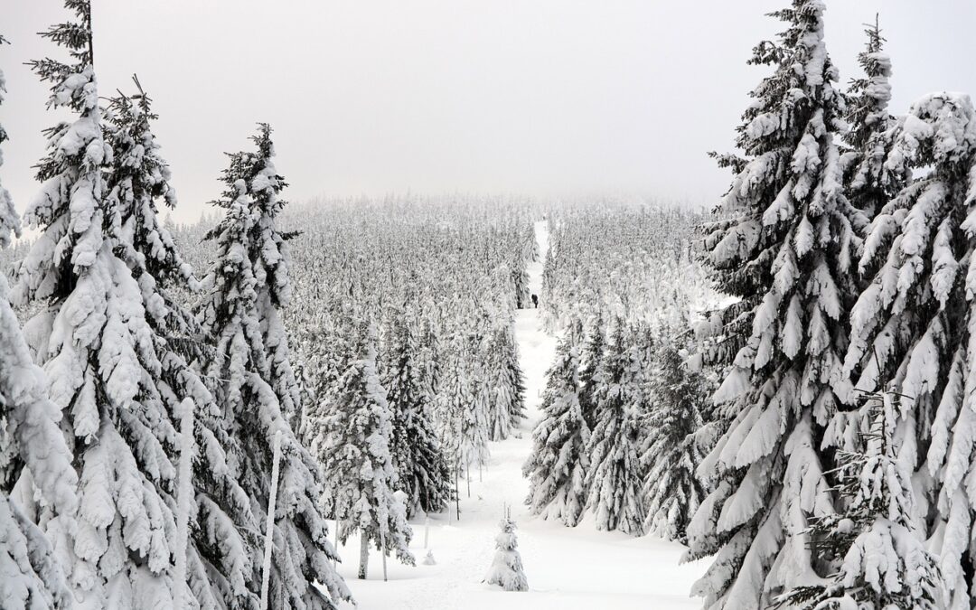 Historical Guided Snow Cat Tours ~ Embark On A Snowy…