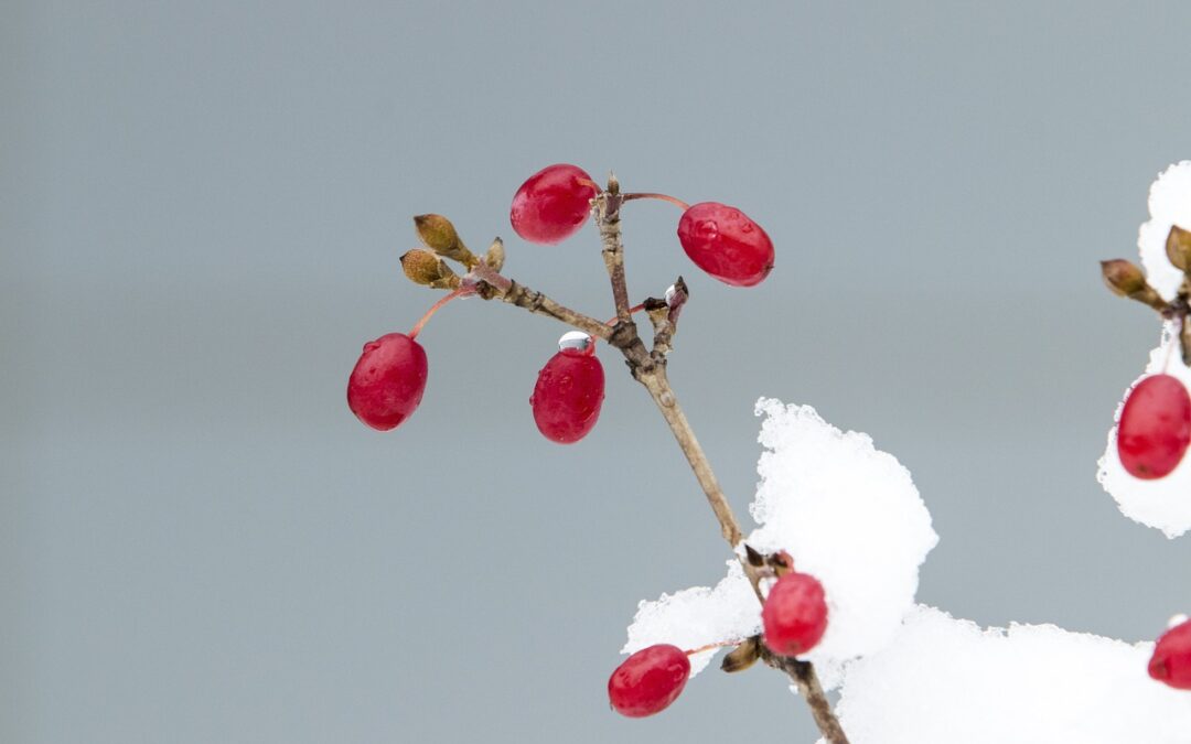 Romantic Snowcat Dinner Tours: Snowcat Tours: A Journey Through Winter’s…