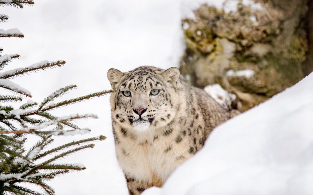 Snow Cat Tours For Veterans With Photography Sessions ~ Veterans…