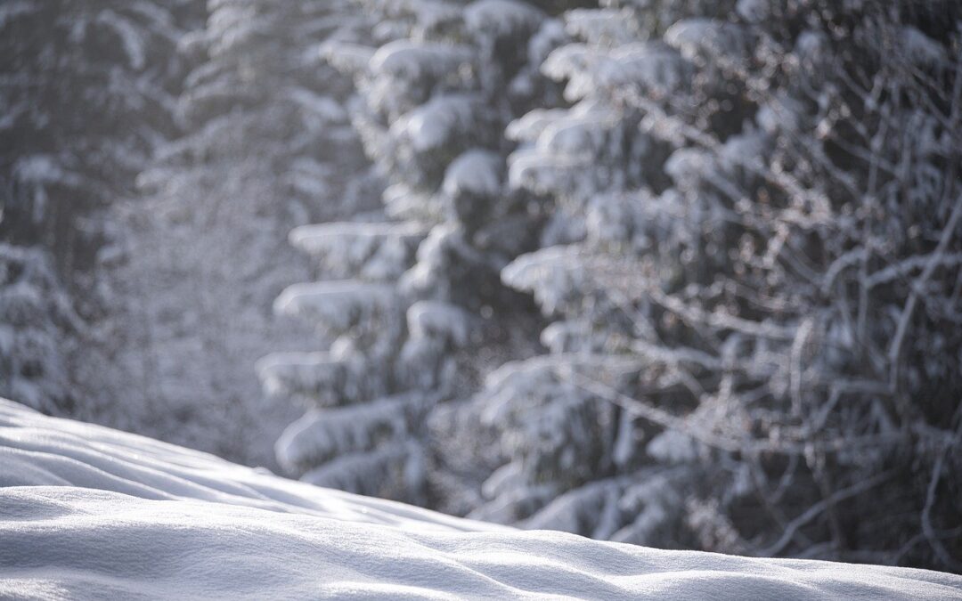 Snow Cat Tours Near Steamboat Springs With Guides / Discover…