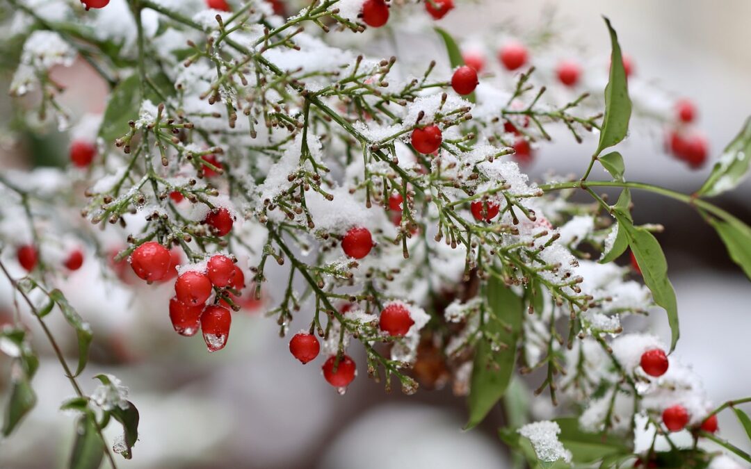 Snow Cat Tours Near Steamboat Springs With Guides | Embark…