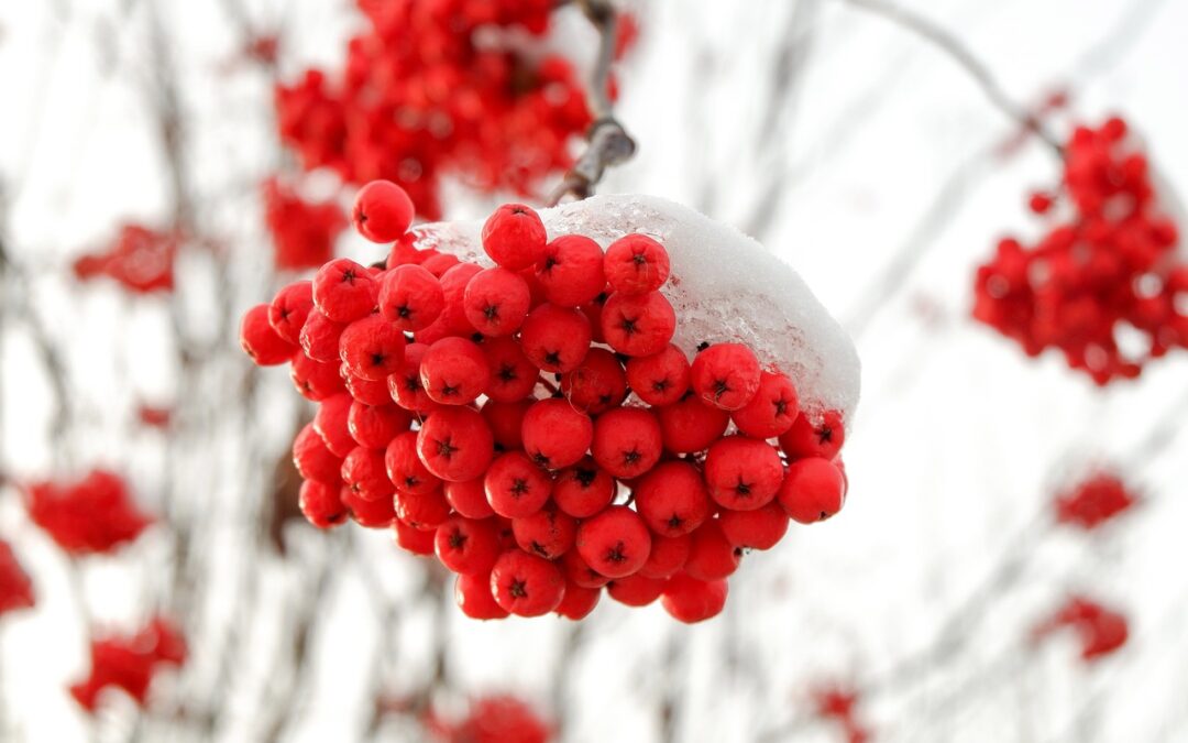 “Snowcat Tours For Photographers Steamboat Springs” » Unveiling The Magic…