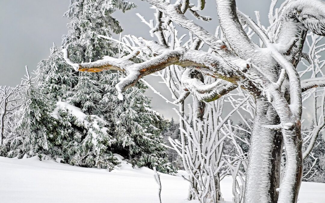 Snowcat Tours In Snowy Conditions | Title: Unveil The Winter…