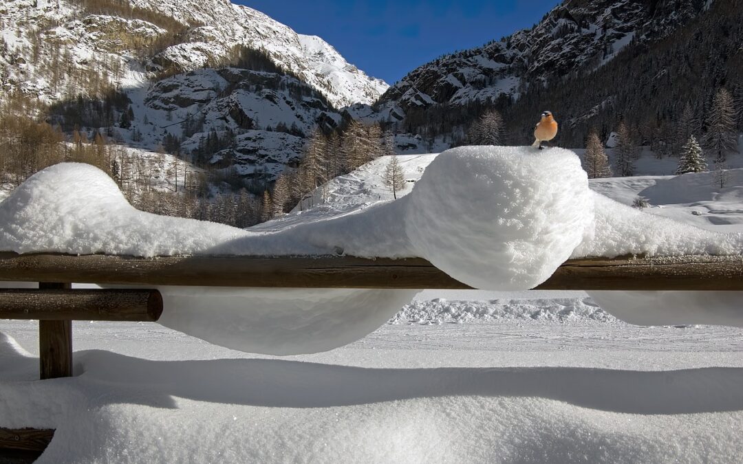 “Snowcat Tours For Photographers Steamboat Springs” » Discover The Magic…