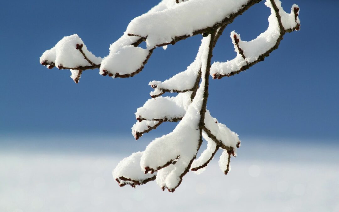 Winter Wonderland Guided Snow Cat Tours | TL;DR Snow Cat…