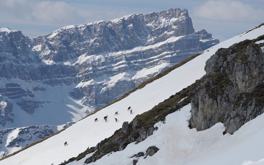 Why Does Summit And Shore Provide Free Snow Cat Tours…