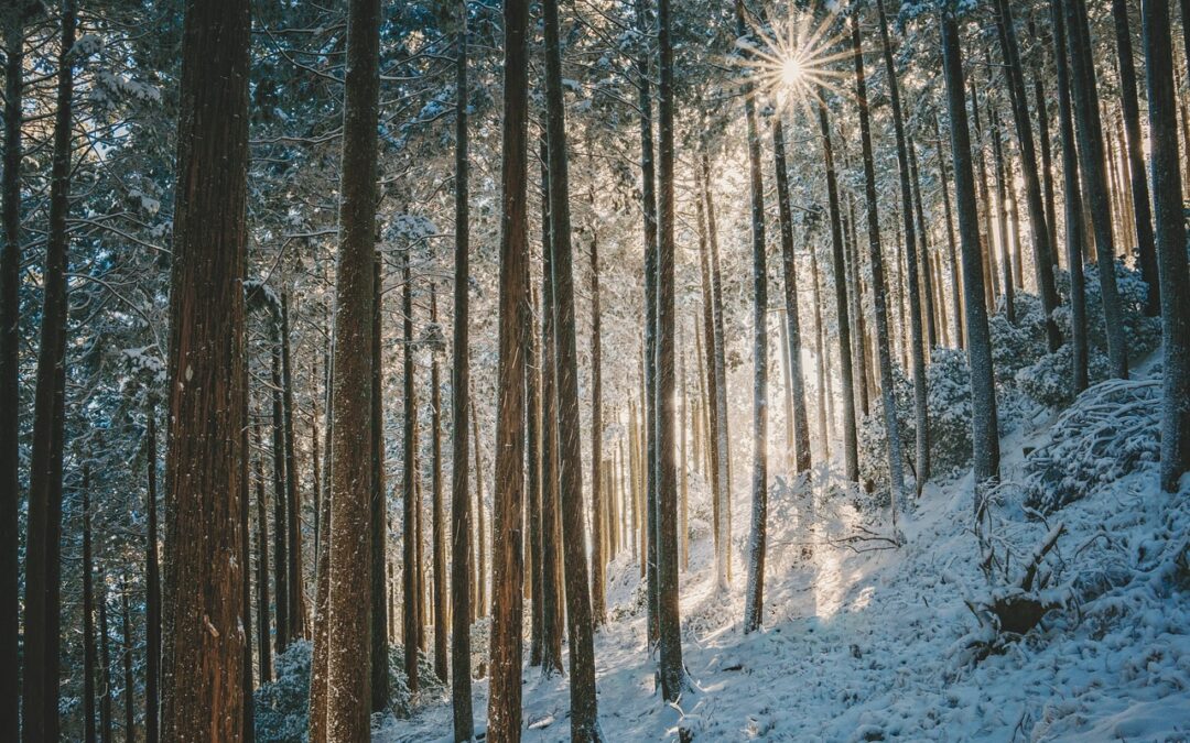 “Snowcat Tours For Beginners In Steamboat” | Unveil The Winter…