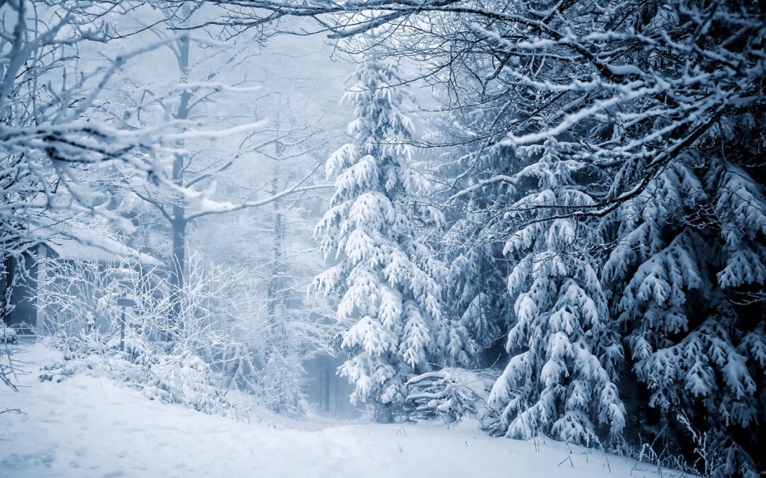 Snowcat Charter Tours For Enlisted Personnel With Local Guides |…