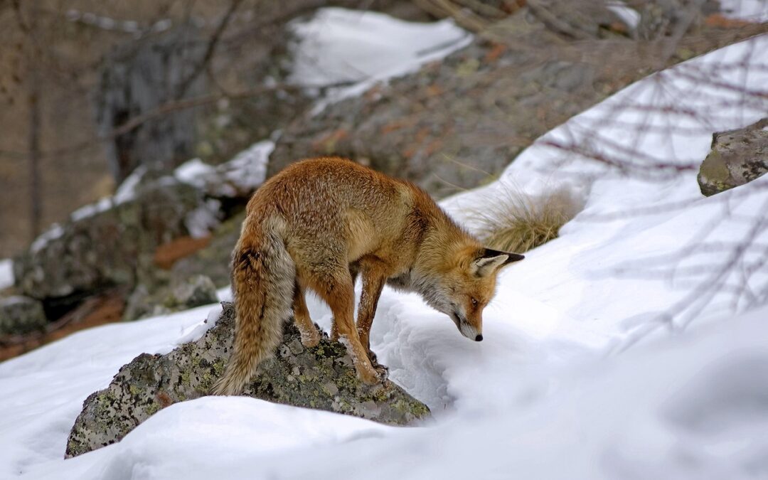 Snowcat Tours For Out-of-state Visitors – Embark On An Unforgettable…