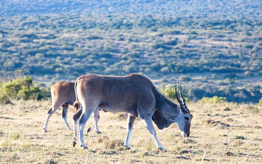 Antelope Point Boat Rental – Colorado’s Year-Round Playground: From Boating…