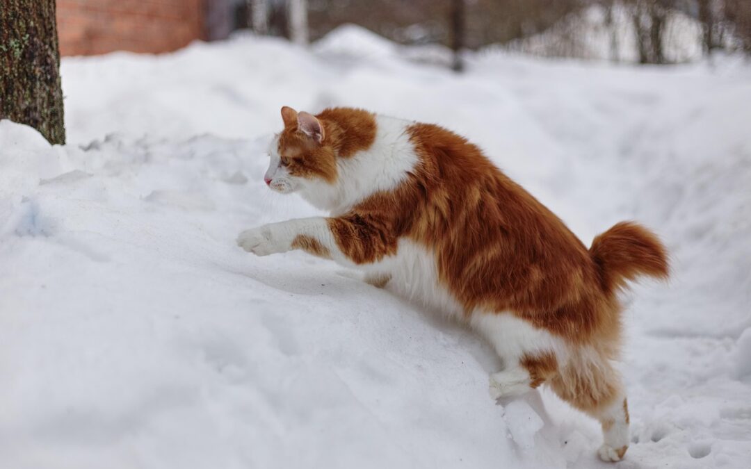 Personalized Guided Snow Cat Tours ~ Get Ready For An…