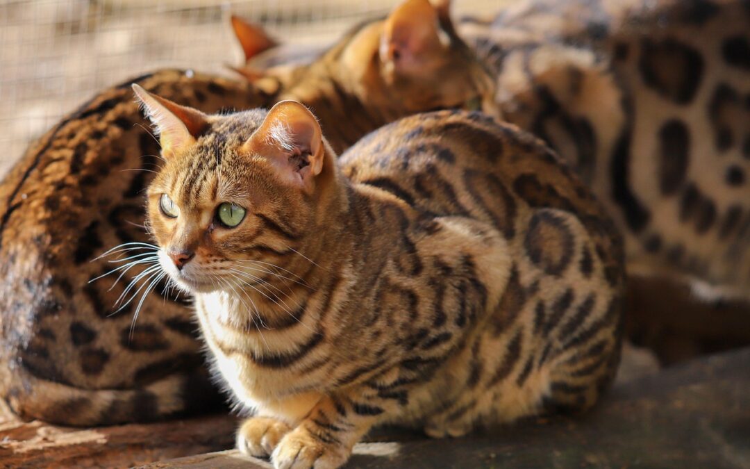 Snow Cat Tours With Lunch Included &raquo; Ready For A…
